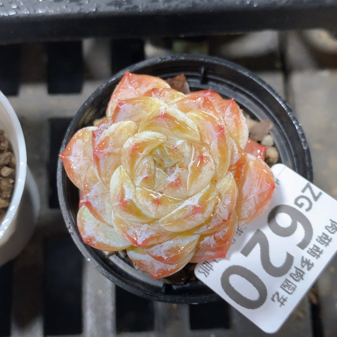 5CM拇指盆精控多肉ZG620