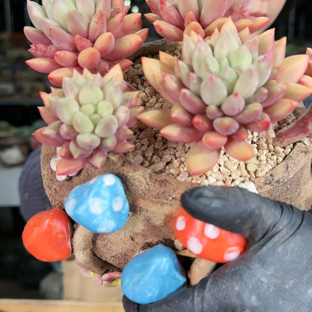 红蜻蜓，5头68    不带盆 肉