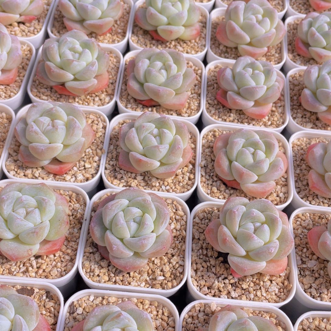 量拍100号 樱花钻石冰玉单头2个