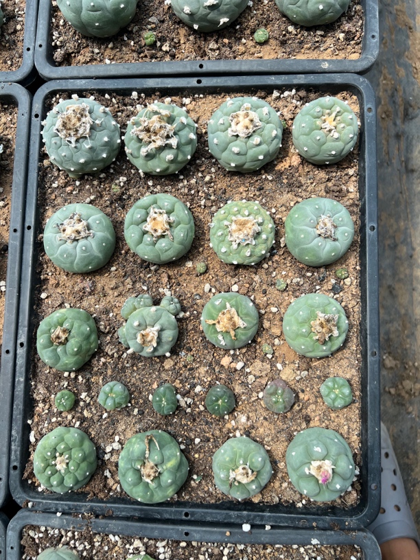 苗落有根无刺仙人球，随机发货5厘米以上偏远顺丰到付