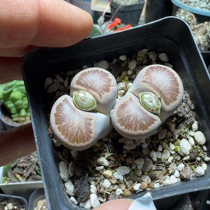 650菊纹章带盆发货