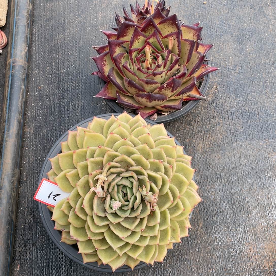 东云组拍21（新疆、西藏、内蒙不包邮）