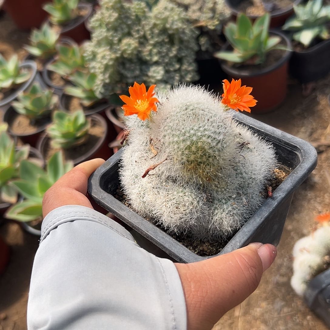 多肉植物雪丽山开花