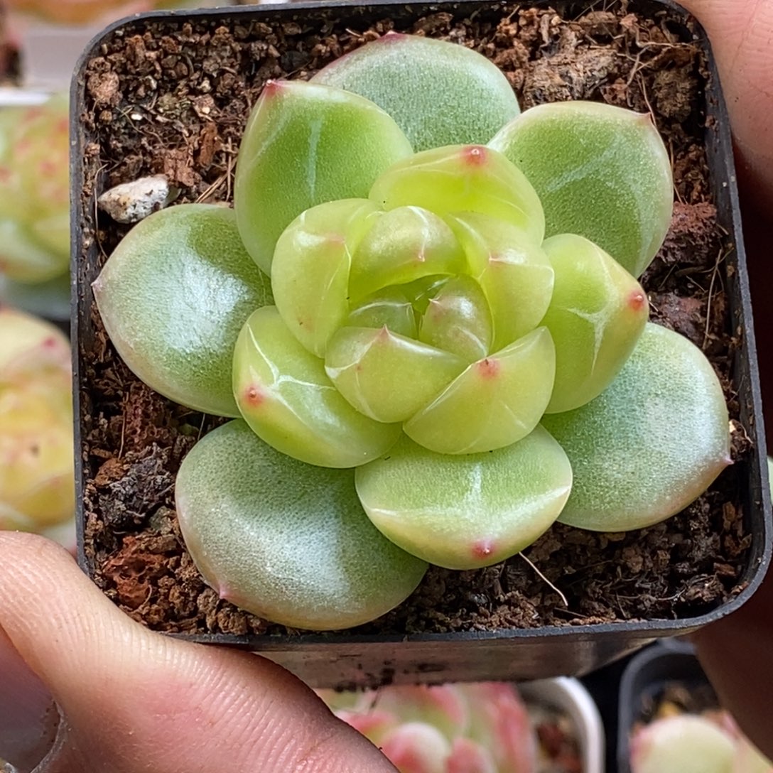 天官赐福百无禁忌