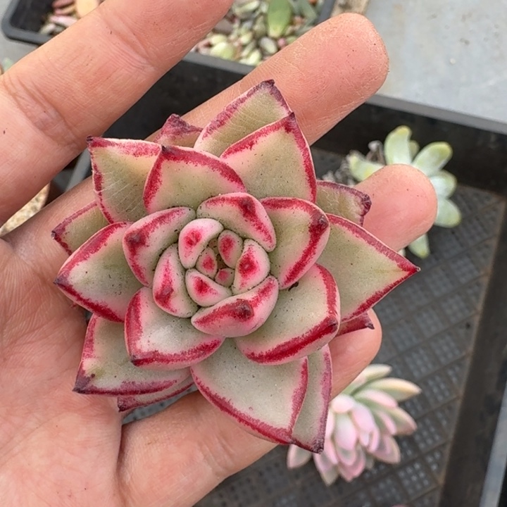 乌木 锦 一物一拍