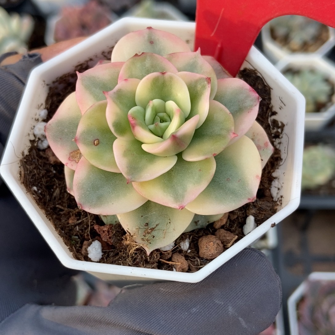 810蜡牡丹锦多肉植物