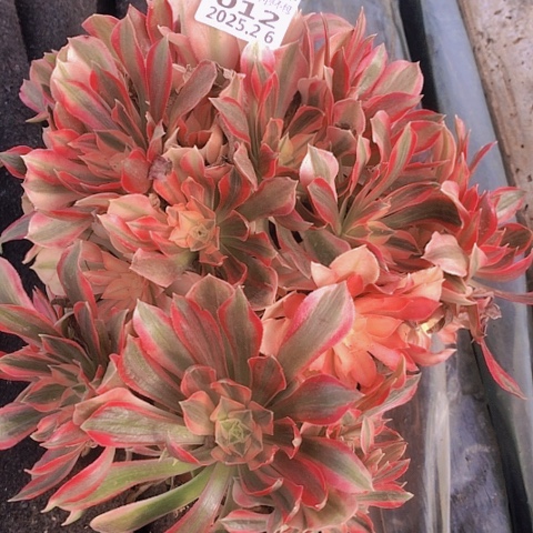 2.6-12女王多肉植物