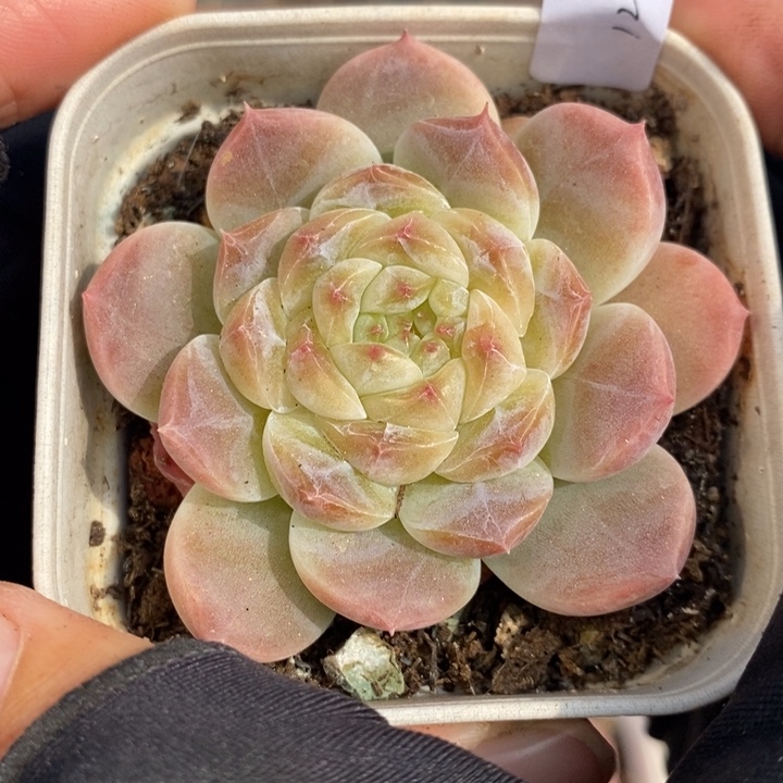 1212-581，糯心魄多肉