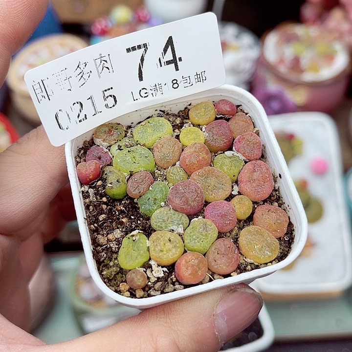 郎哥多肉生石花15-74