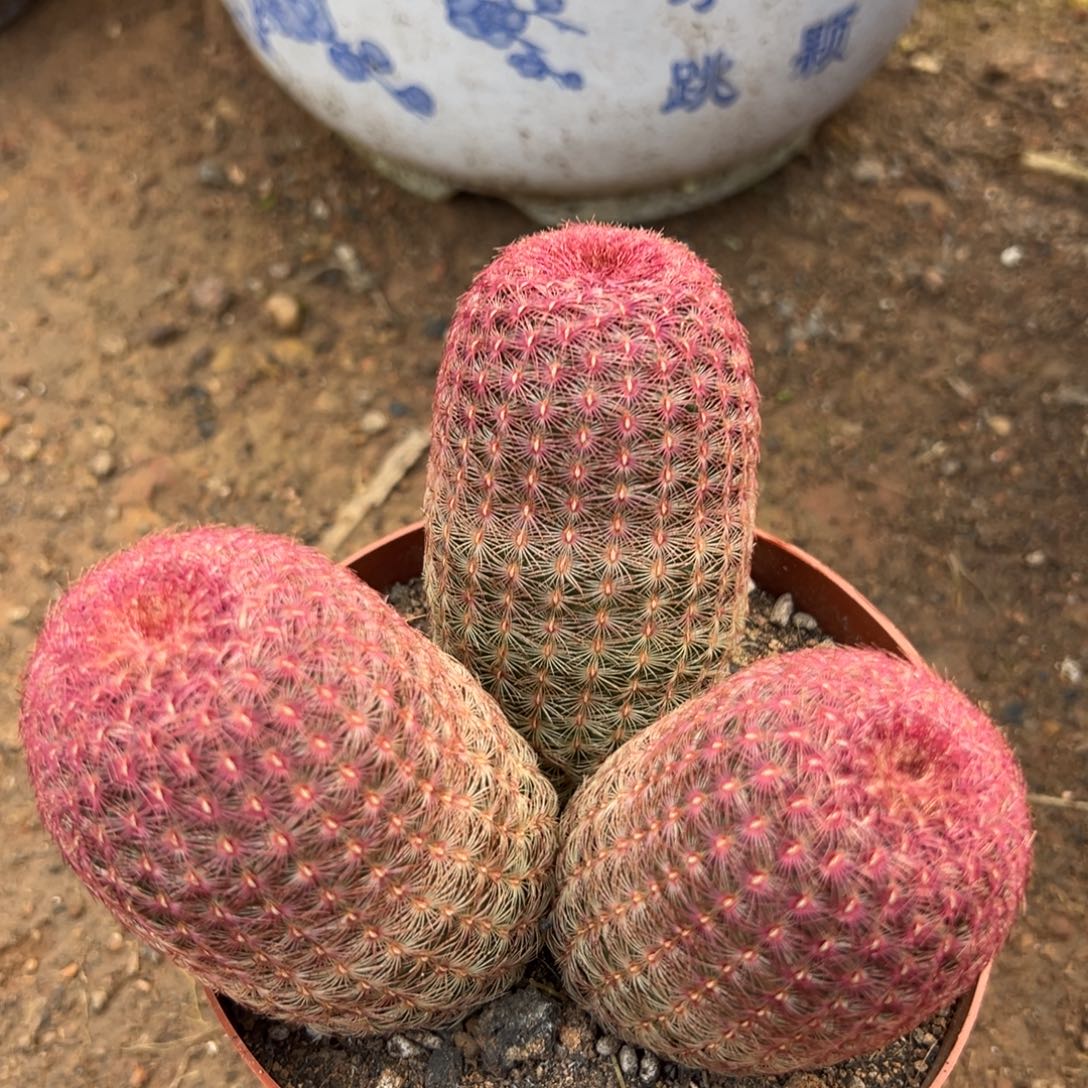 l***1零零落落 零零落落