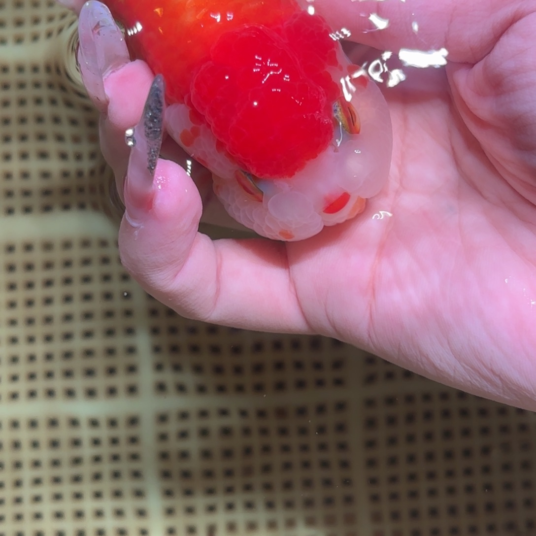 M***o金鱼拍包装包邮，不拍包装运费到付