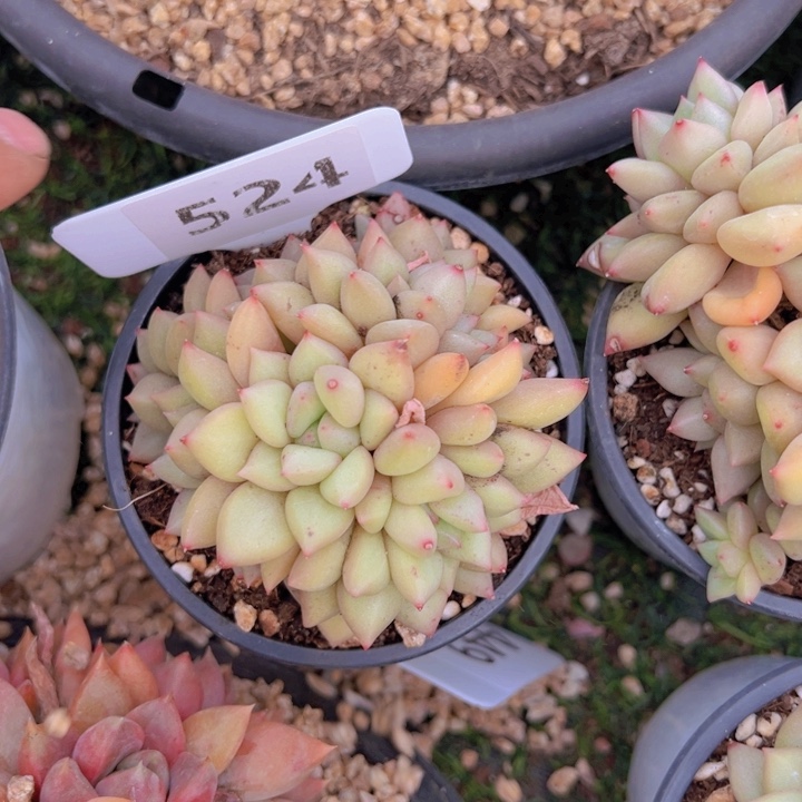 健健康康平平安安