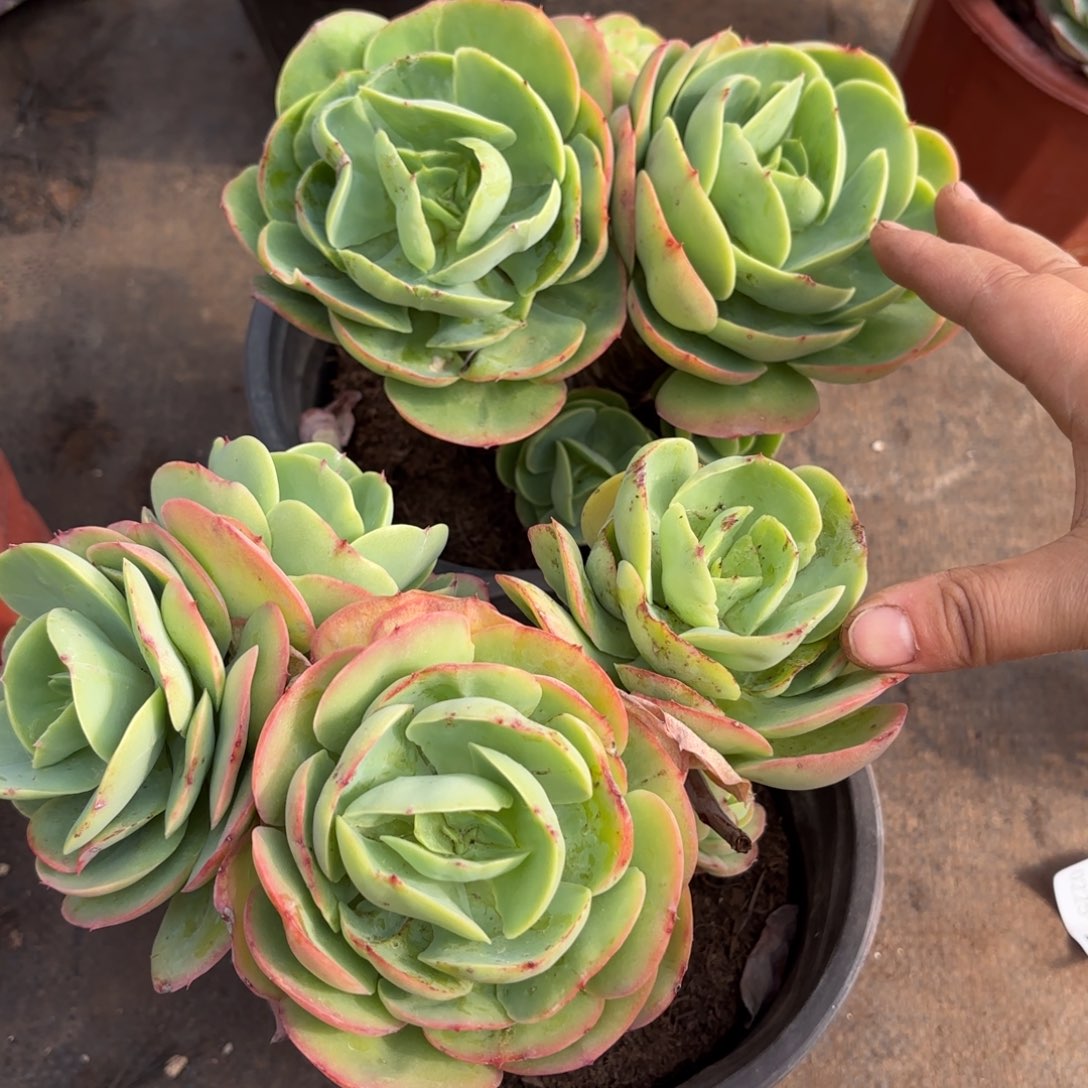 福*森同温层多肉碧桃两颗52