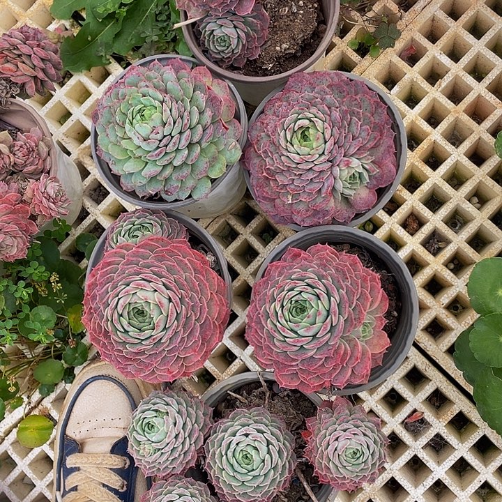 朱砂痣一堆19.8多肉