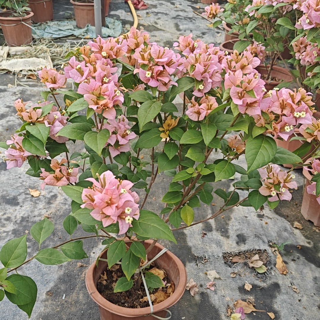 三角梅（一物一拍）喜光易养护室内室外庭院花卉观赏植物