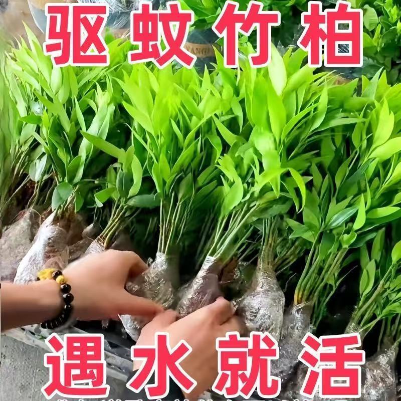 竹柏盆栽水培新宠驱蚊植物四季常青室内卧室客厅书房好养易活植物