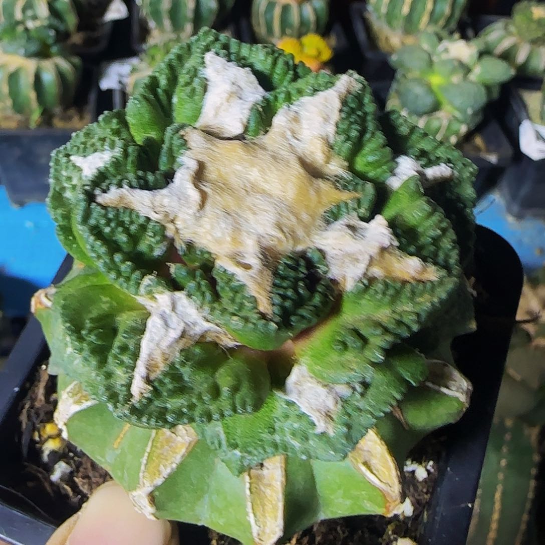 龟甲757仙人球开花