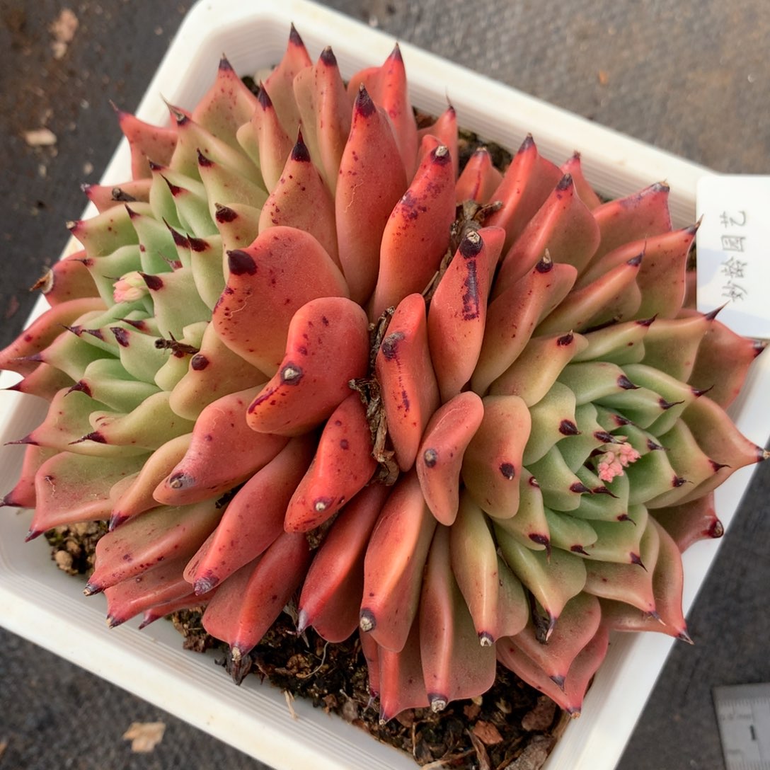 1625杂交精品基地13厘米