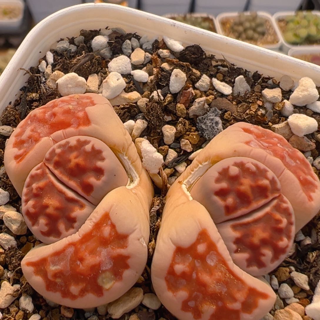 163多肉植物百科知识