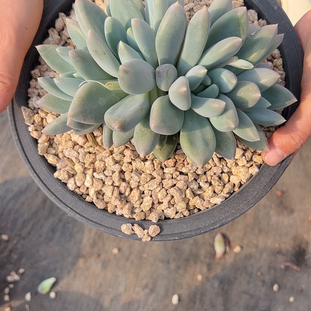 【闪购商品】胖哥特群