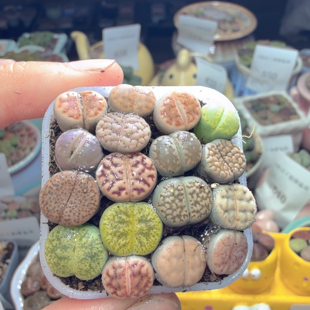 多肉植物福利冲706