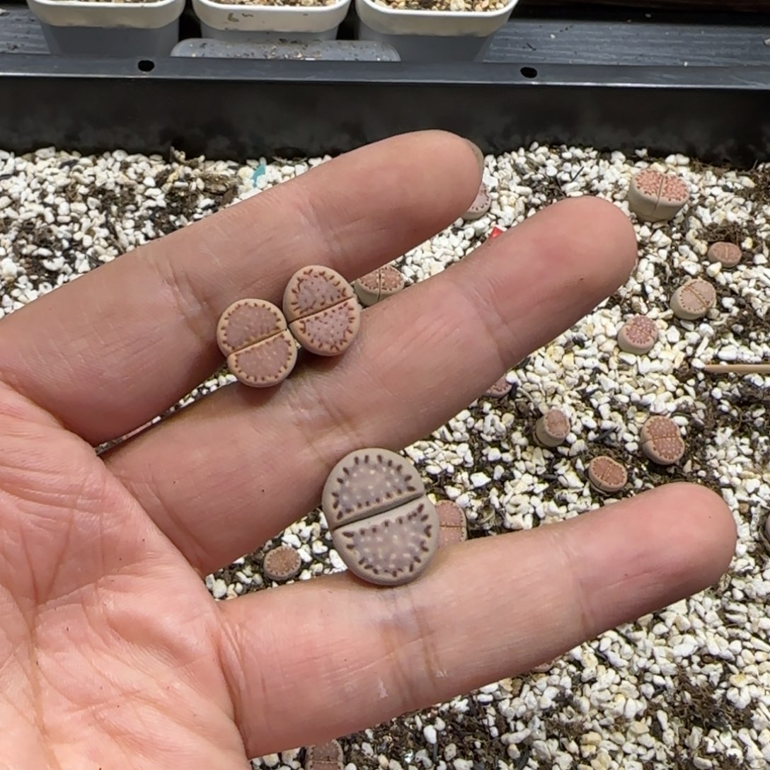 f***卷11.28。脱土发。  .013饼干x3清框福利。2068