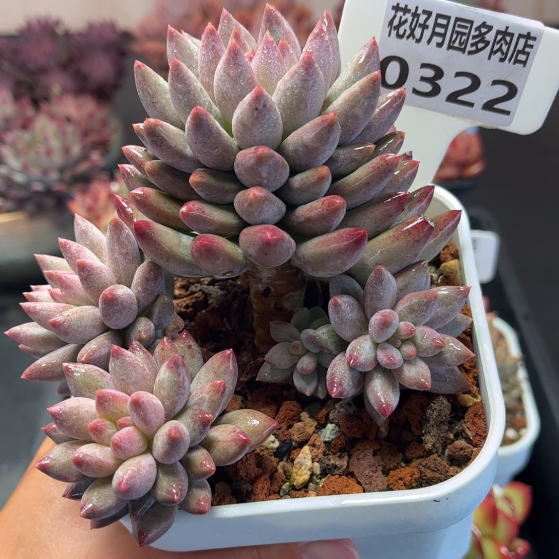 多肉植物0322 满30包邮