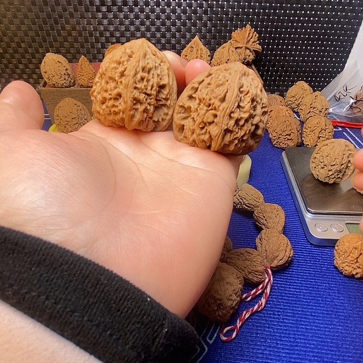 南疆天残脚43尺长