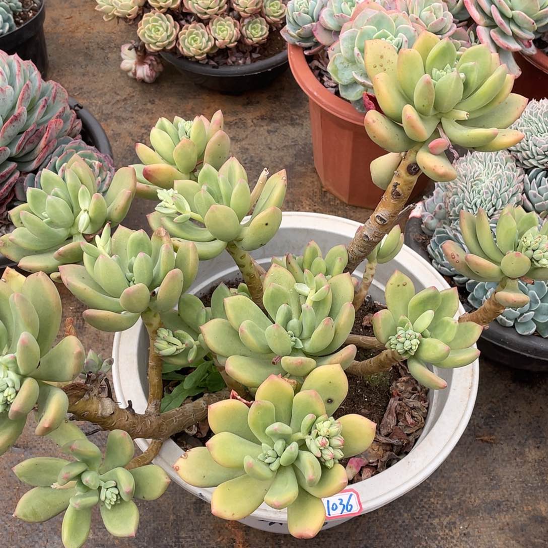 清新美人1036 晓晓一物一拍