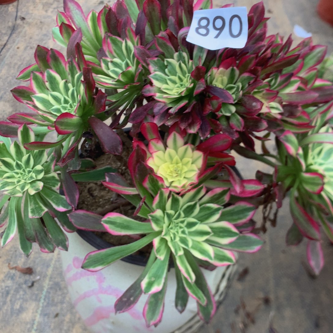 890天合多肉植物