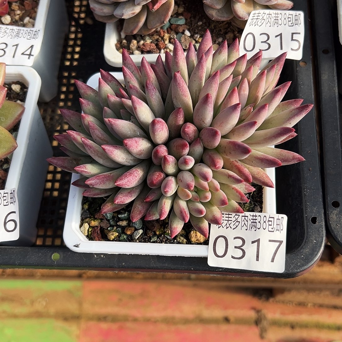 多肉一物一拍植物0317