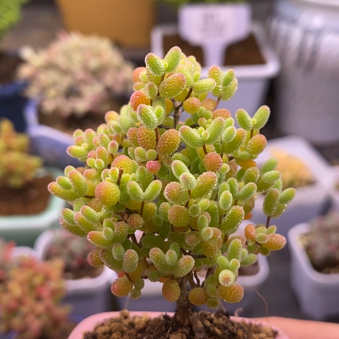 手****4228蜜橘带盆。   