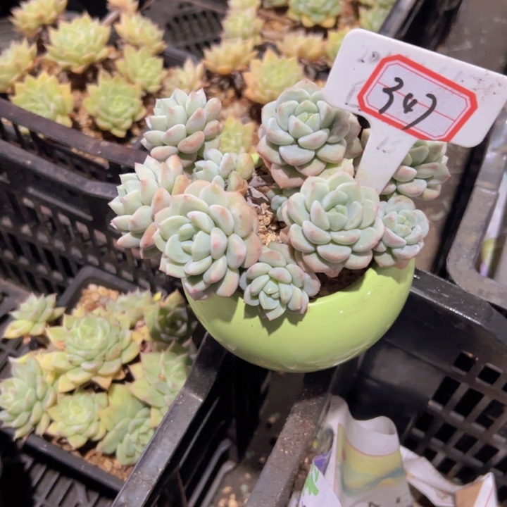 文***哒347美肉精控一物一拍19