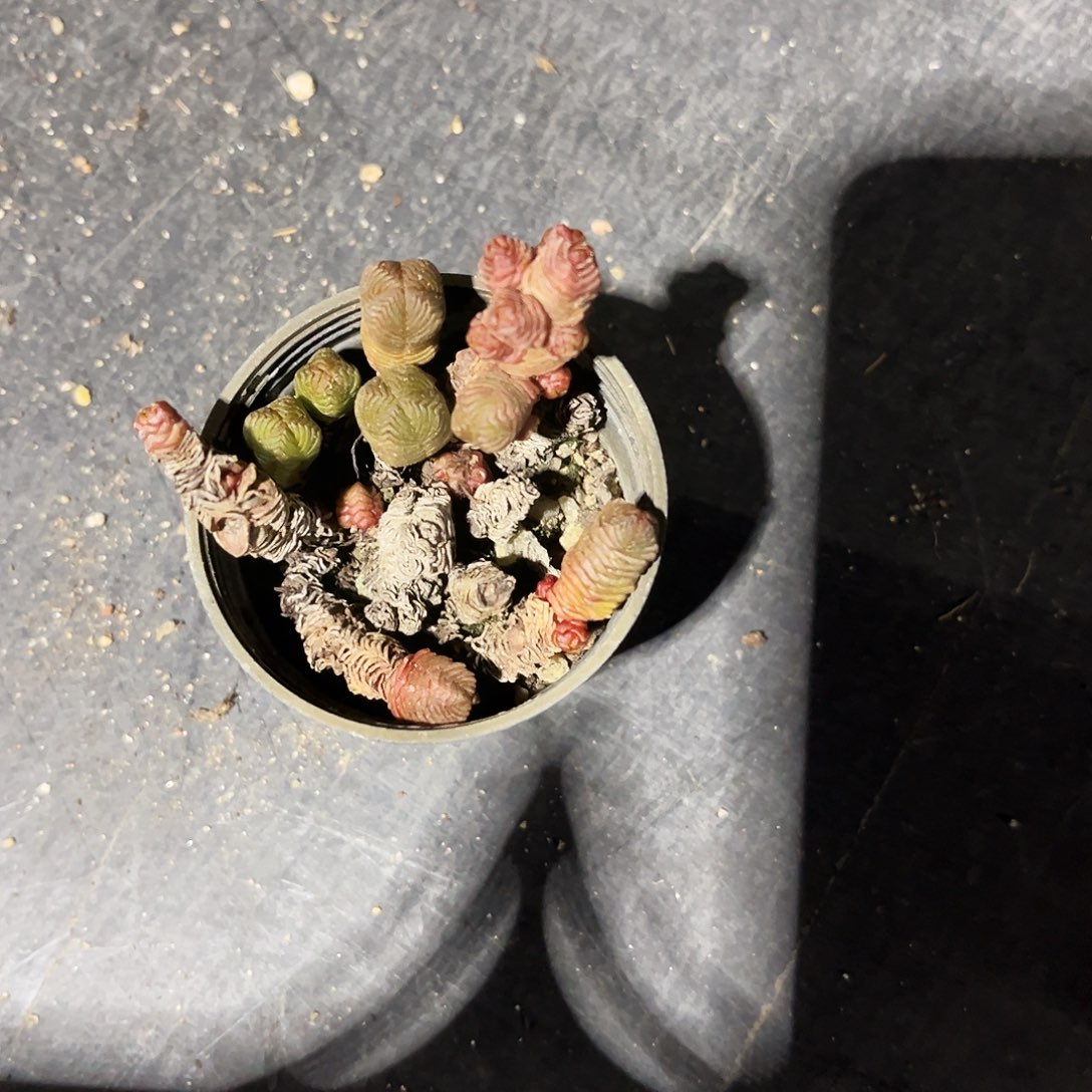 A****g520多肉植物提取萃取成分