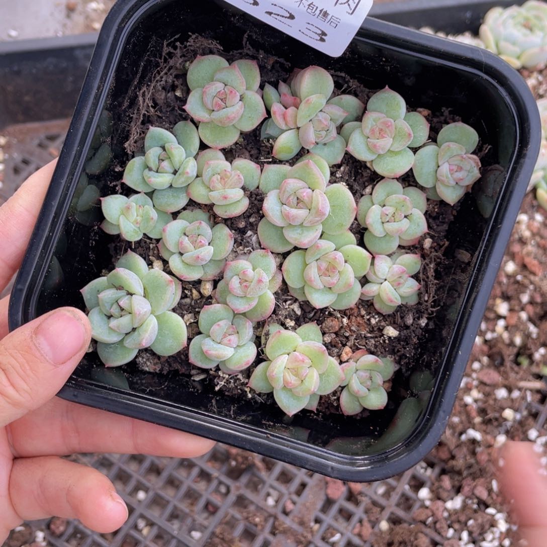 糕大上多肉植物323