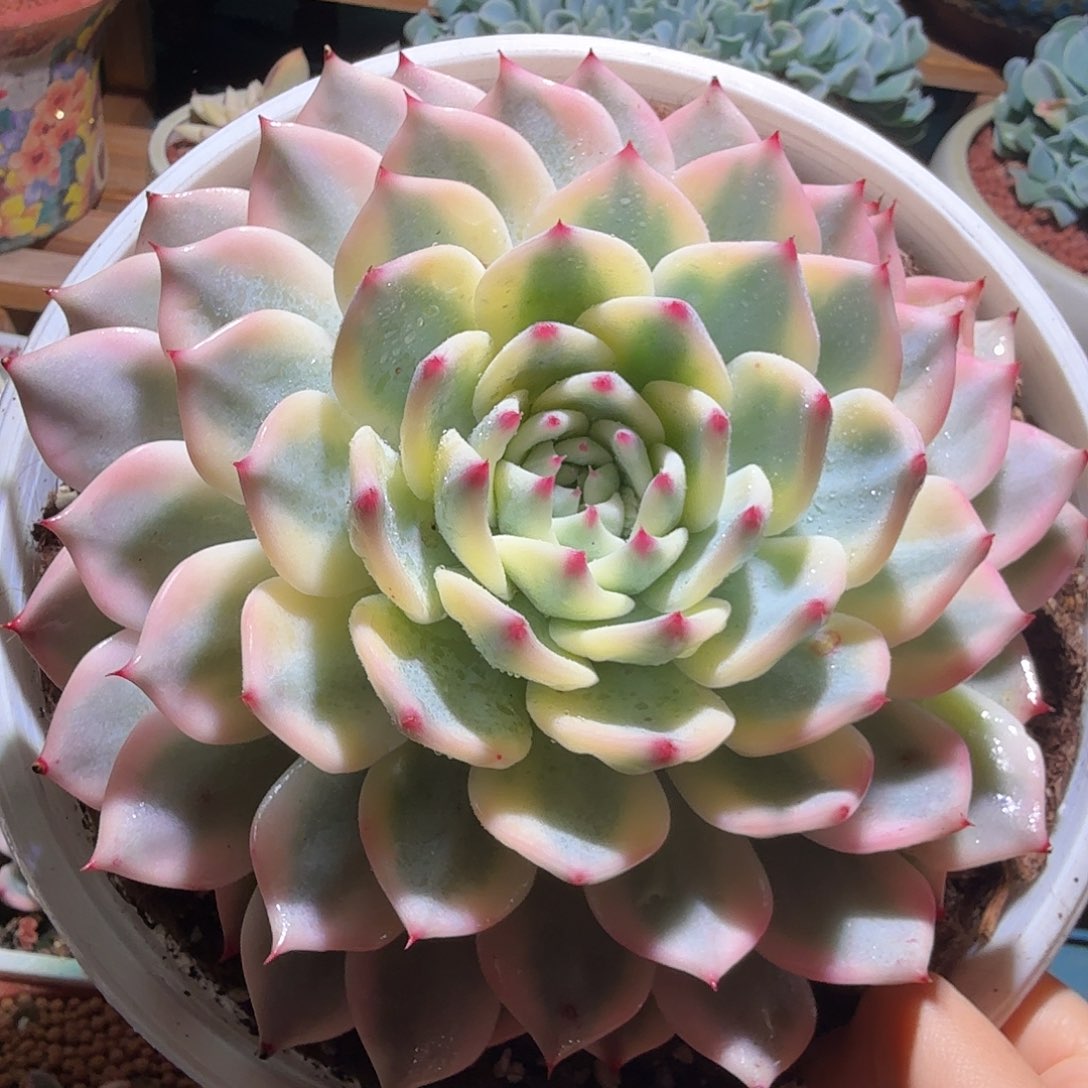 吉娃娃锦，多肉植物