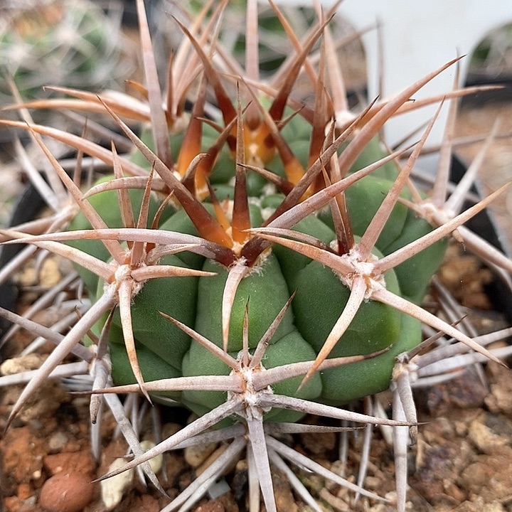 孤品实生控养五十铃碧岩玉78号