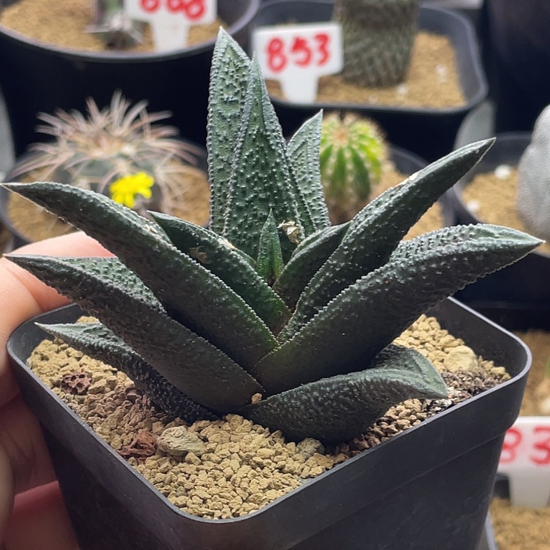 实生大型哥斯拉硬叶 微瑕