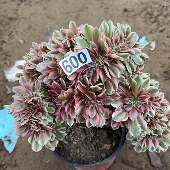 喵***)多肉植物一个女巫009