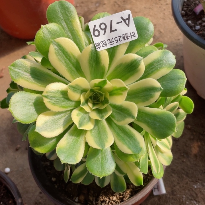 769新多肉1，12345678