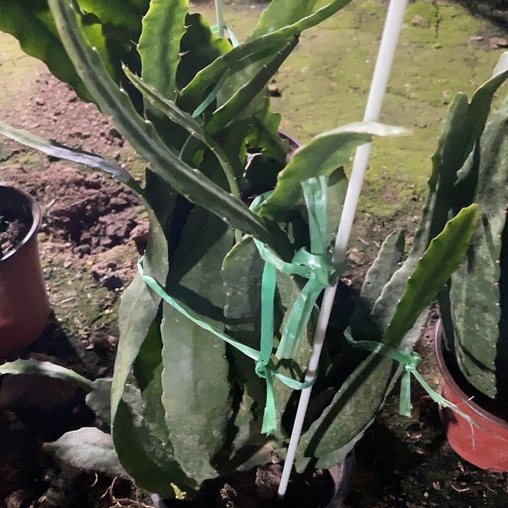 六件荷花盆栽小粉苗子