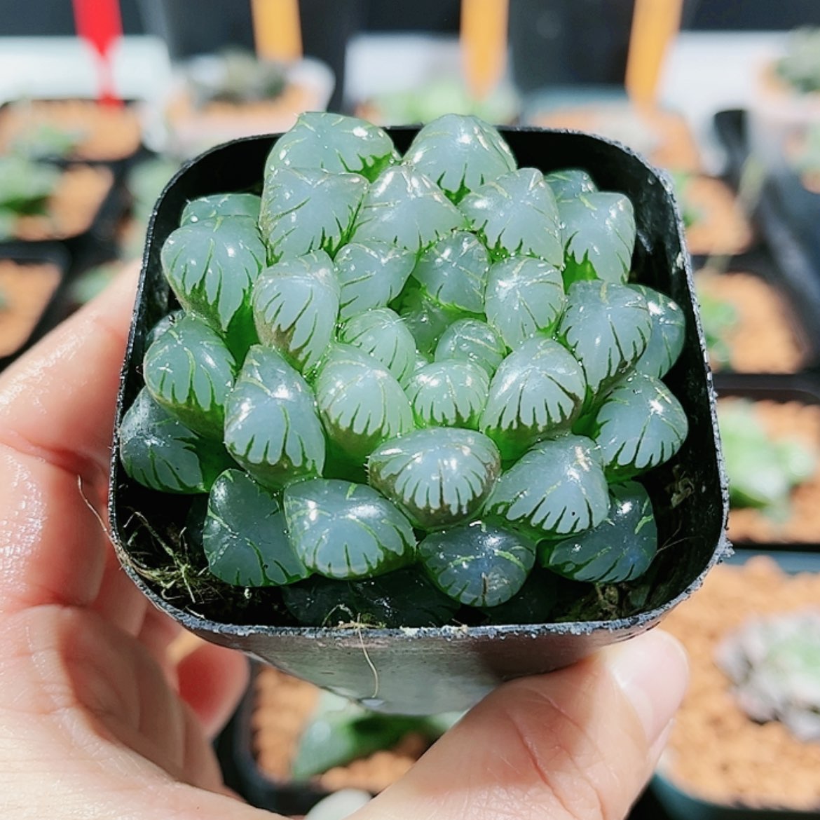 【闪购商品】Ob冰灯