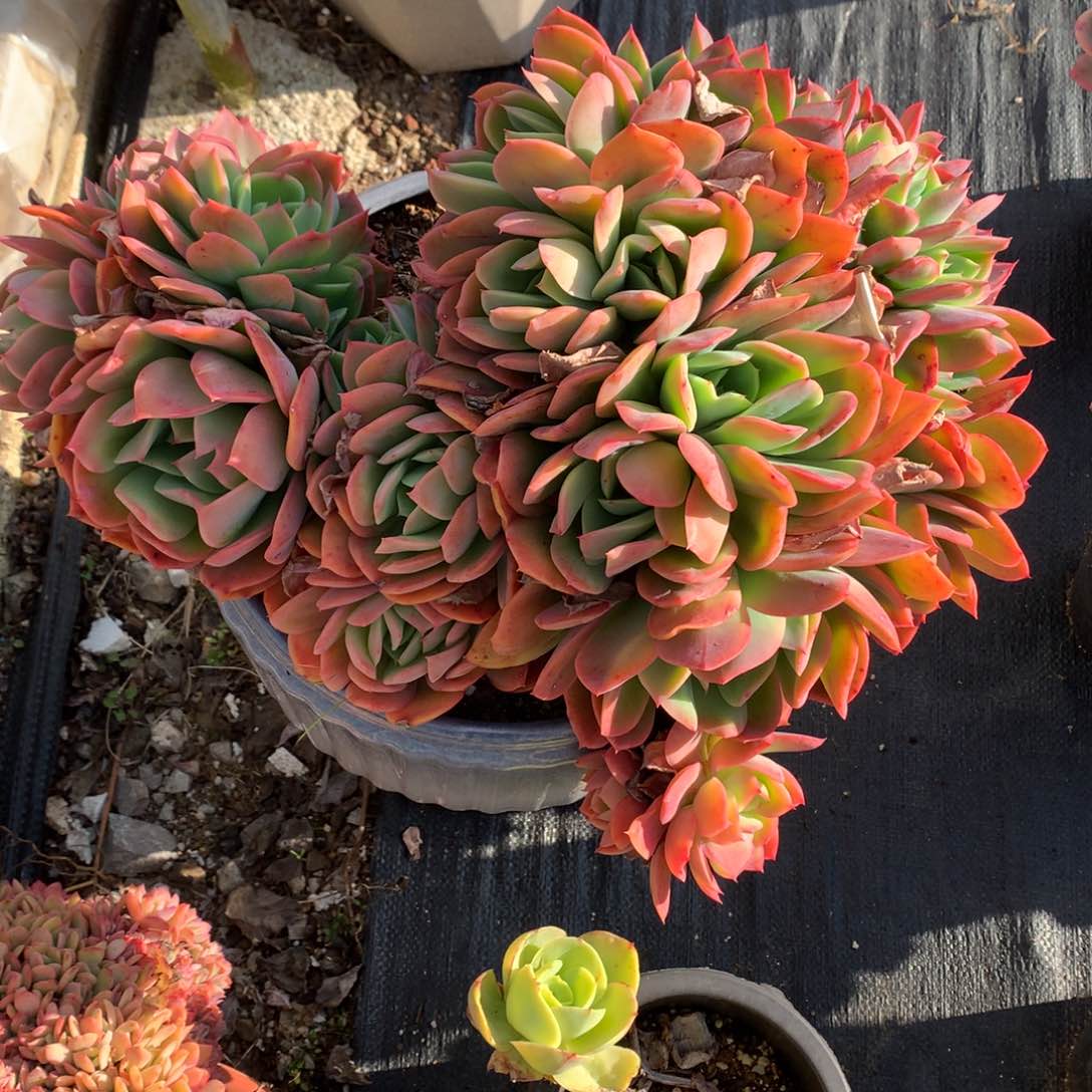 绮罗仙子一物一拍