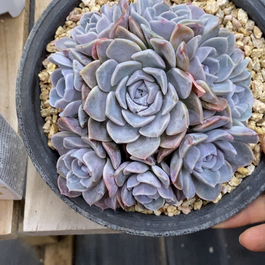  精品多肉一物一拍不包整41