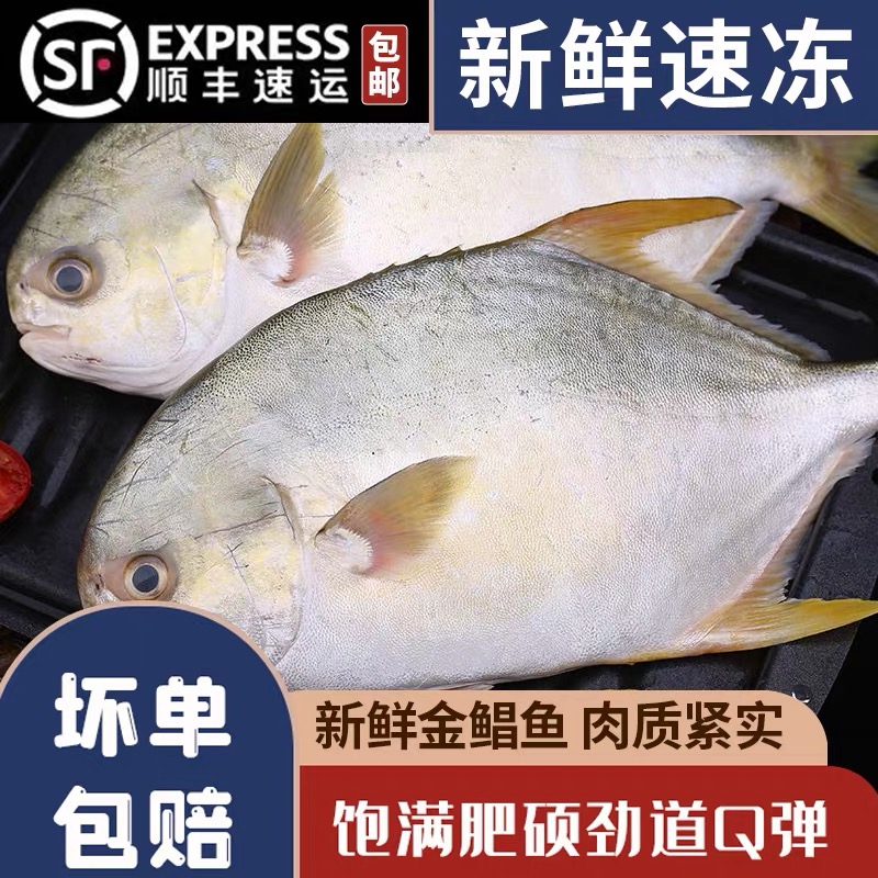 广东酒店特供新鲜冷冻深海水产特大金鲳鱼400-500克/条5斤