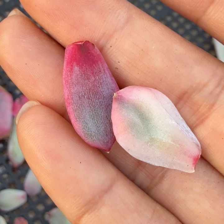 紫水晶 红女王一组叶片