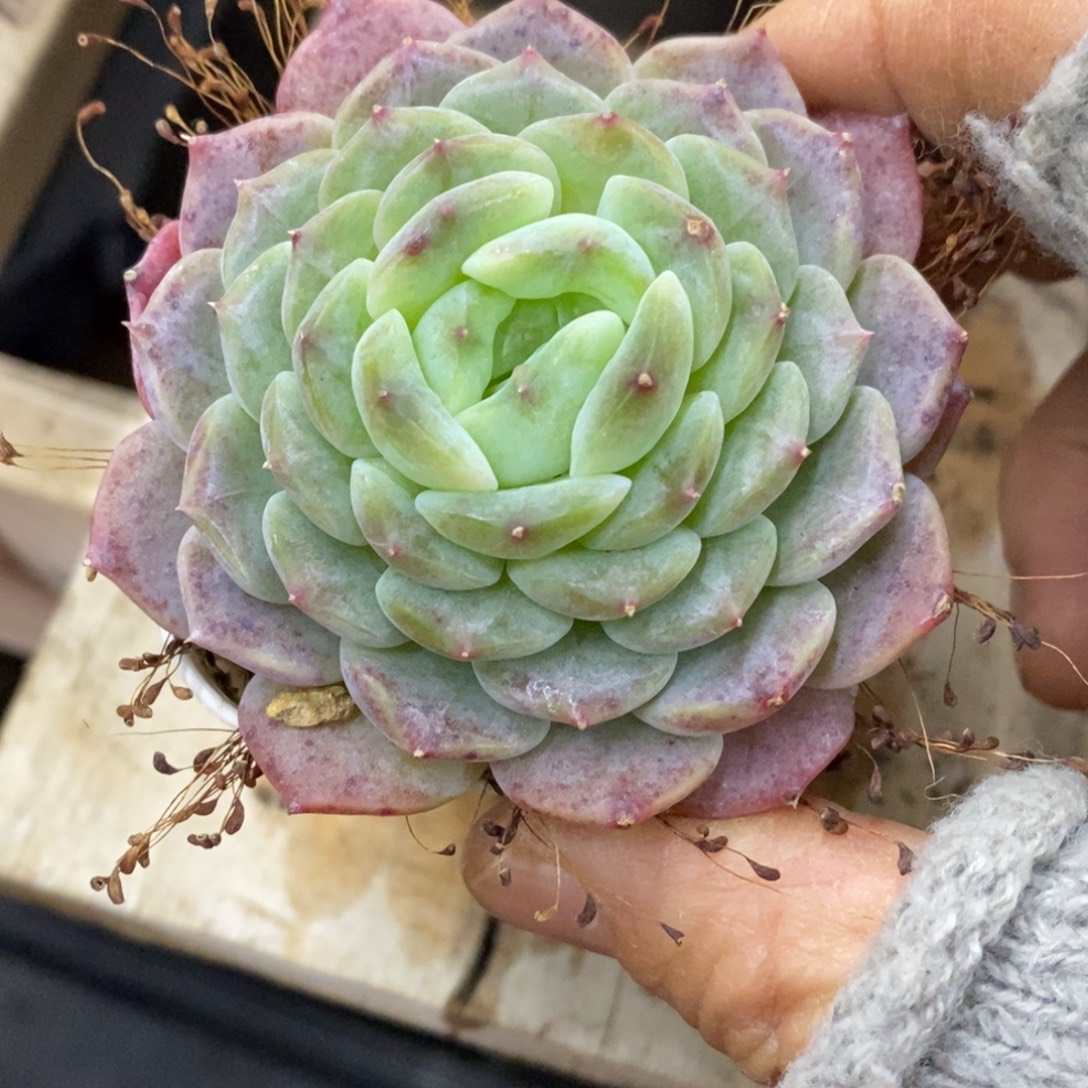 精品多肉一物一拍不包整372