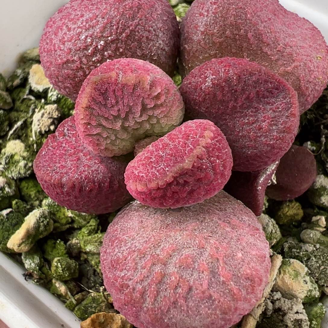 夏娃水泡老桩多肉植物