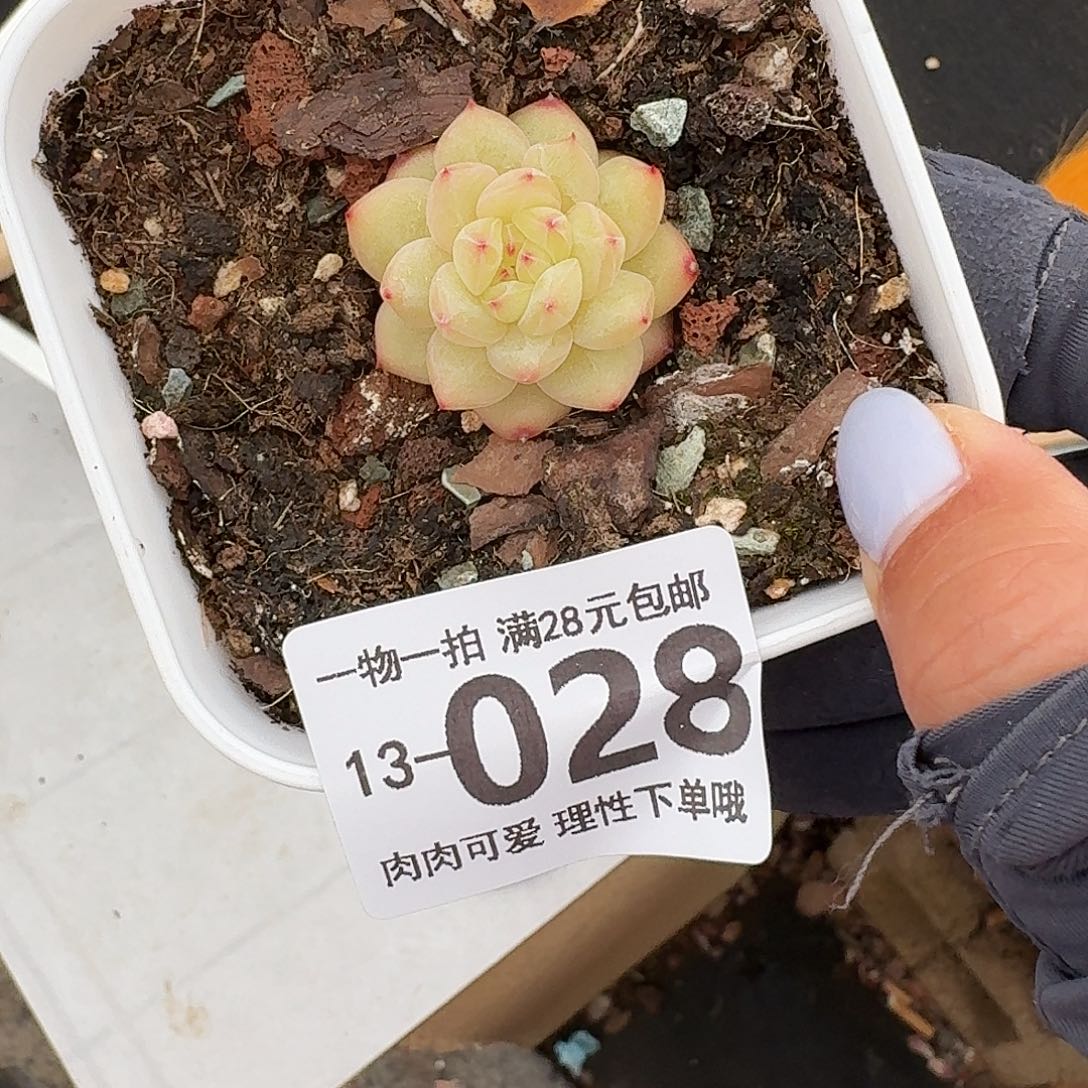 棒***）韩非无盆无发货无