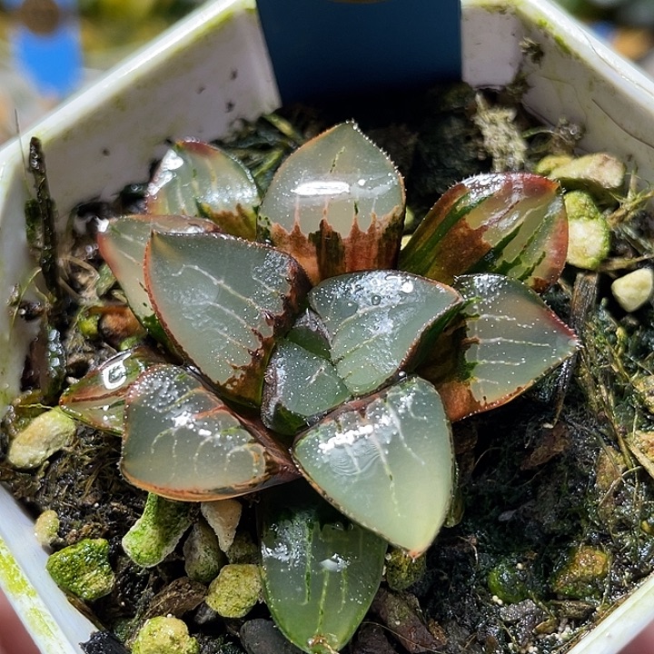 510亮窗克锦福利一物